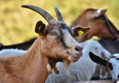 Goat-far-business