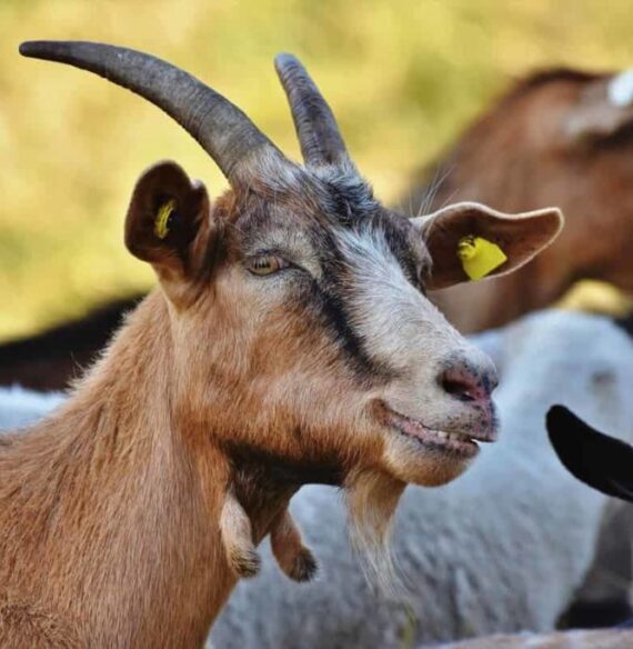 Goat-far-business