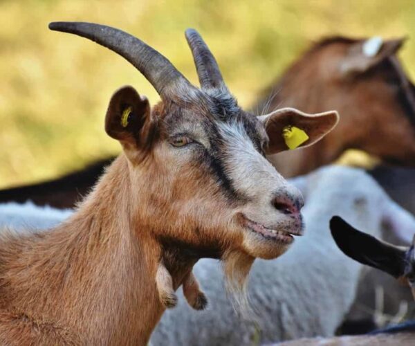 Goat-far-business