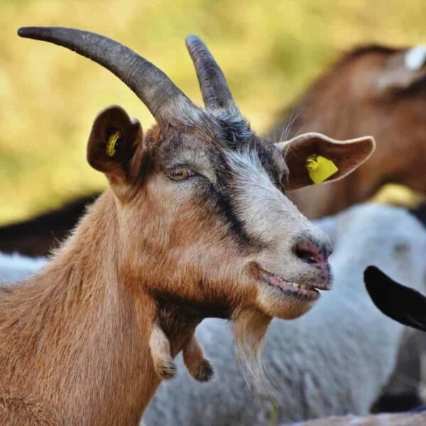Goat-far-business