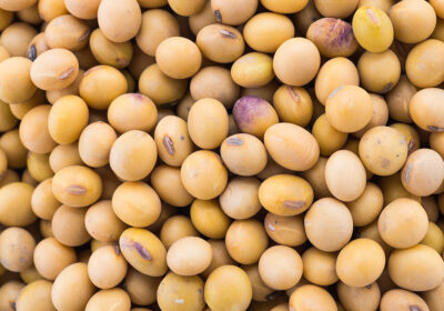 Soybean isolated on white background