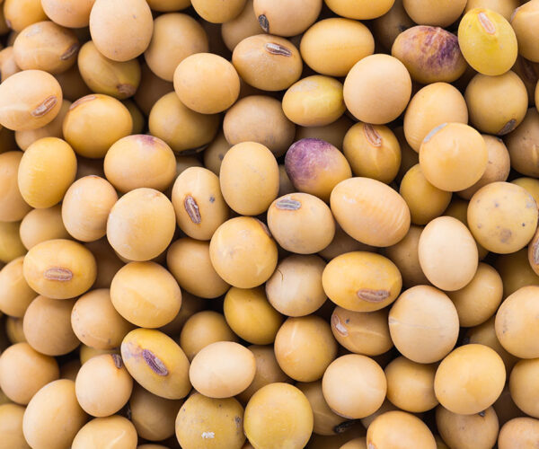 Soybean isolated on white background