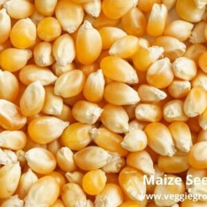 Maize