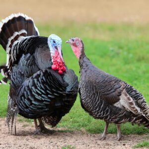Turkey