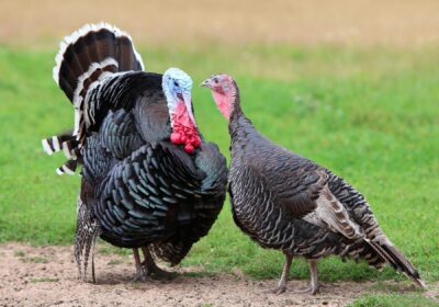 Turkeys-and-turkey-farming
