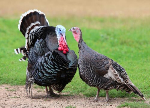 Turkeys-and-turkey-farming