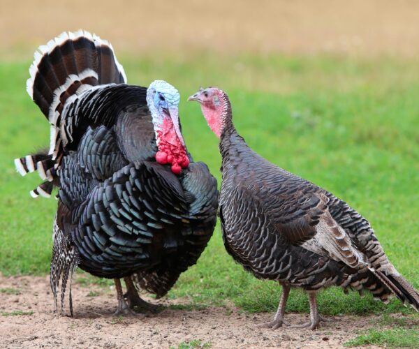 Turkeys-and-turkey-farming