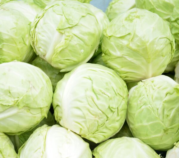 cabbage