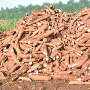 Cassava