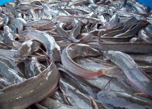 catfish