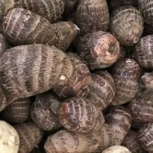 Cocoyam