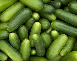 Cucumber