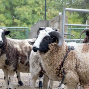 Ram