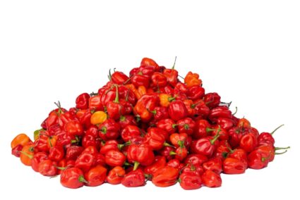 pepper rodo