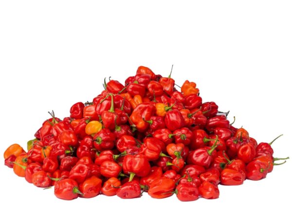 pepper rodo