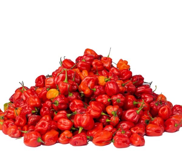 pepper rodo