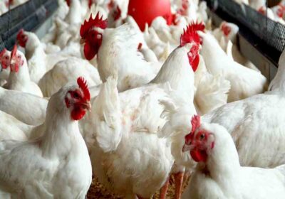 poultry-farming-1