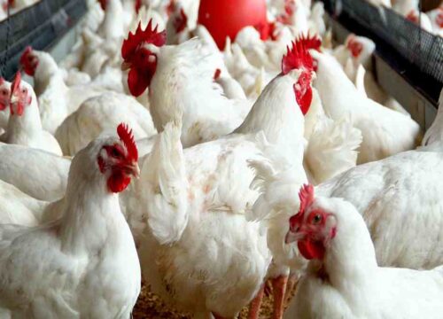 poultry-farming-1
