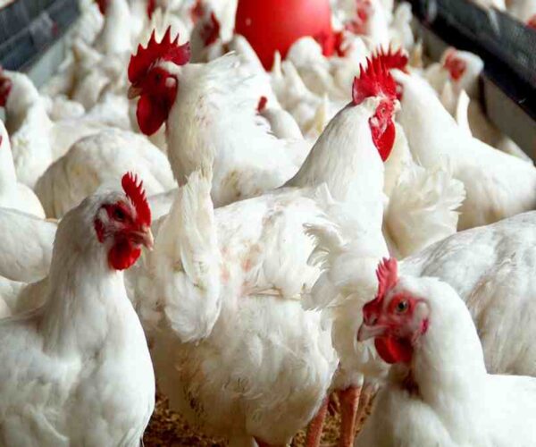 poultry-farming-1