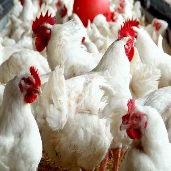 poultry-farming-1