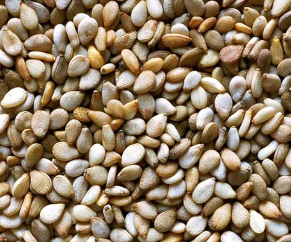 sesame seed