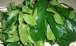Ugwu Leaves