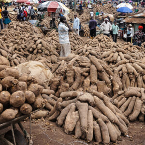 Yam Tubers